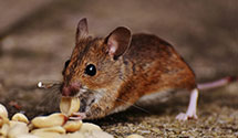 24 Hour & Emergency Exterminators in Winona, OH